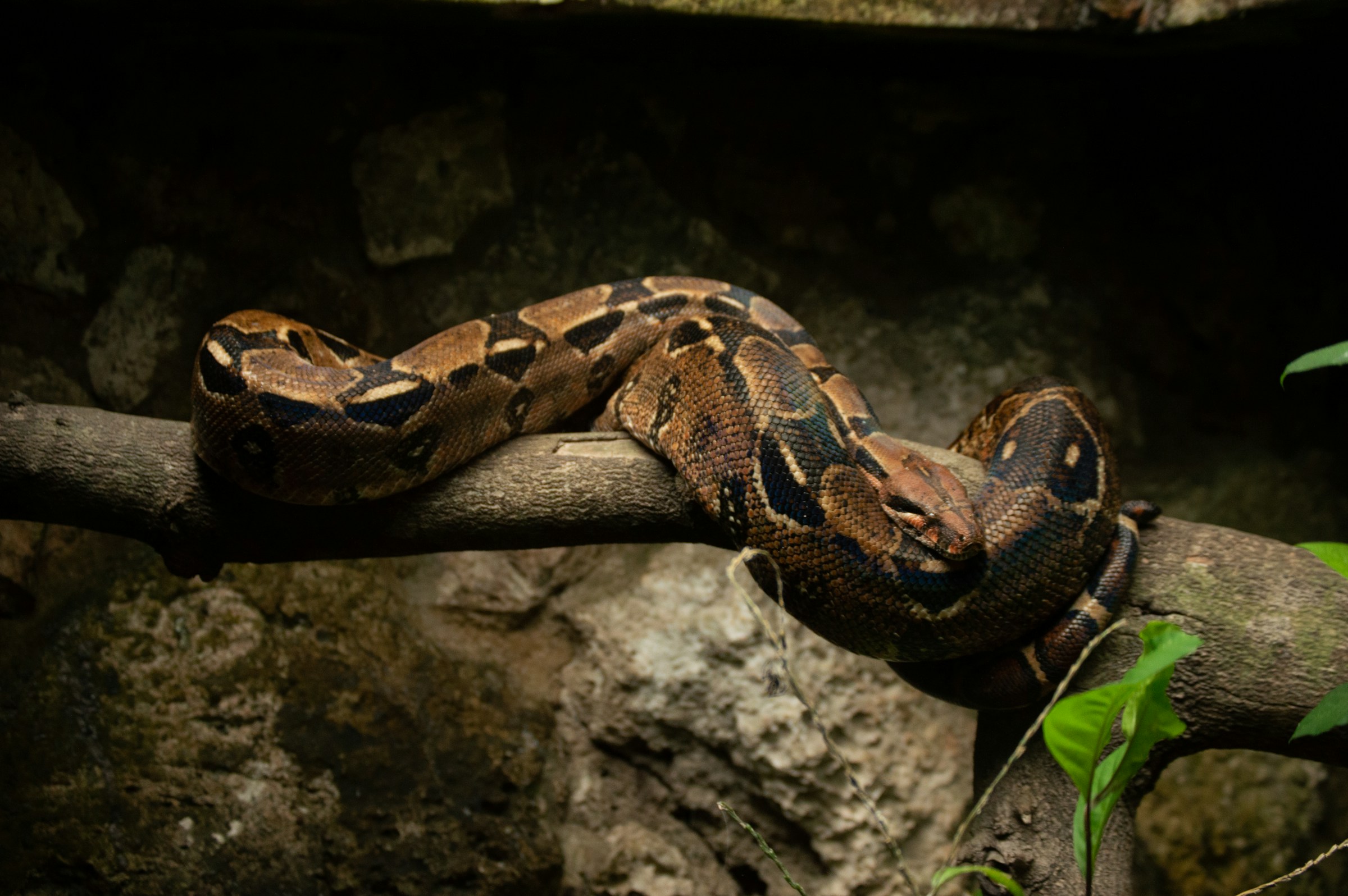 Indian Python Underwater Sepahijala Wildlife Sanctuary & Zoo - Online Ticketing System